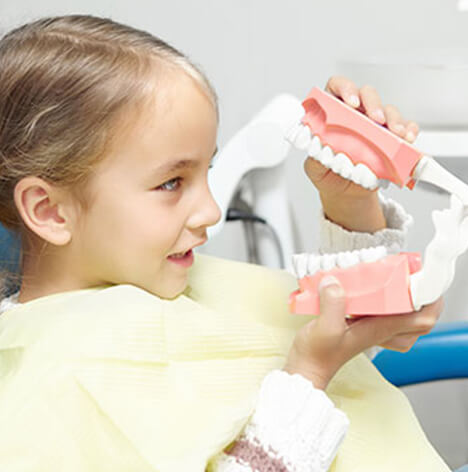 little girl looking at a model of teeth